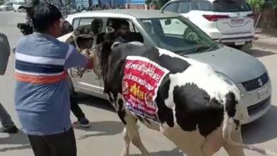 Pushkar MLA reached Vidhan Sabha with cow