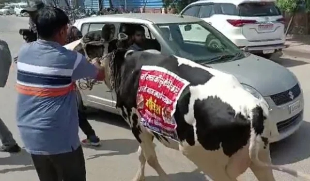 Pushkar MLA reached Vidhan Sabha with cow